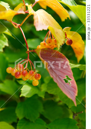 木 カンボク 植物 33531221