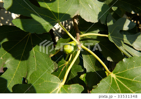 フルーツ 果物 イチジク 33531348