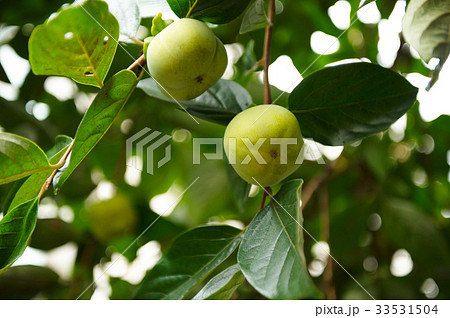 柿の木 屋外 室外 33531504