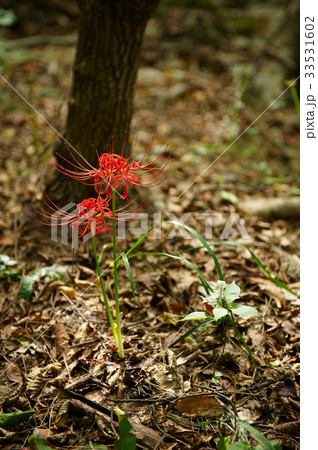 花 コトムルト フォーカス 33531602