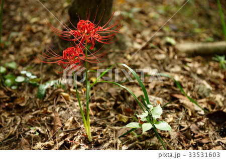 花 コトムルト 野生の花 33531603