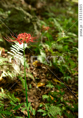 花 コトムルト 野生の花 33531605
