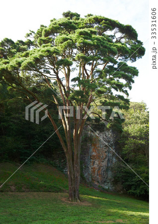 木 自然 全北 33531606