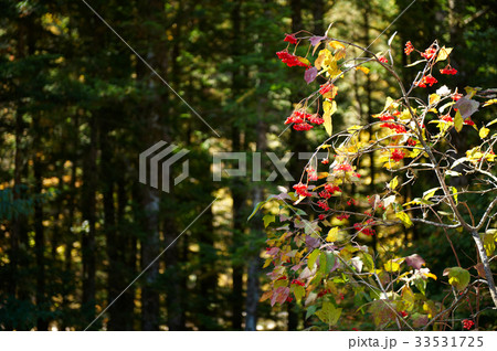木 カンボク 植物 33531725