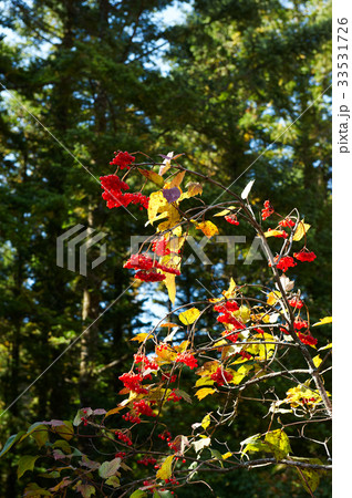 木 カンボク 森 33531726