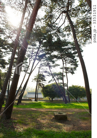 京畿道 キョンギド 松 33531911