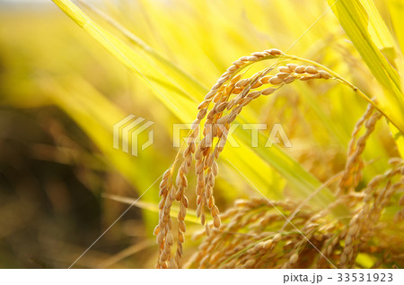 秋 ノン 農作物 33531923