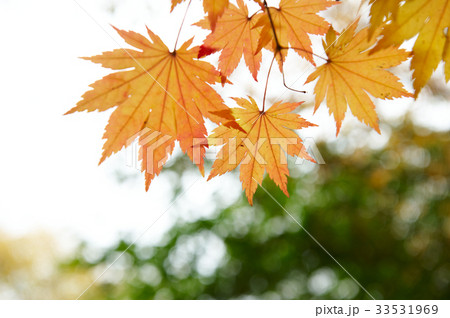 葉 木の葉 カエデの葉 33531969
