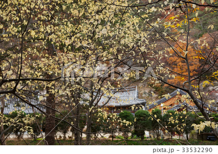 紅葉 法住寺 報恩郡 33532290