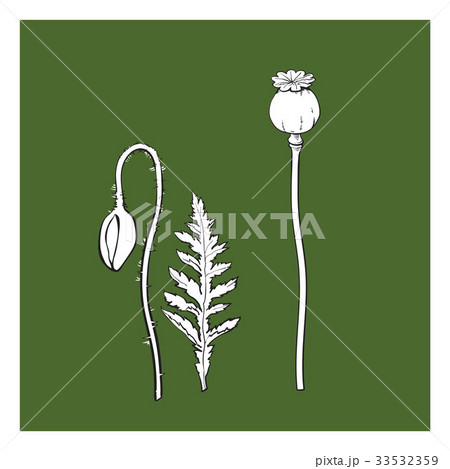 Vector poppy flower stem, closed bud leaf set 33532359