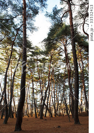 木 松 チョンリョンポ 33532413