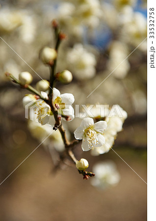 花 梅 クローズアップ 33532758