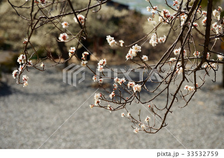 か 梅 屋外 33532759