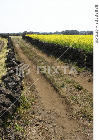 花 未舗装の道路 菜種畑 33532988