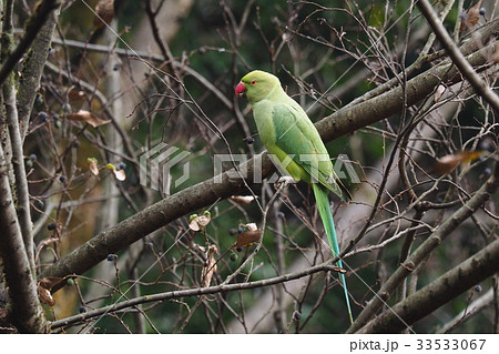 ワカケホンセイインコ 33533067