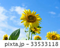 ひまわり 33533118