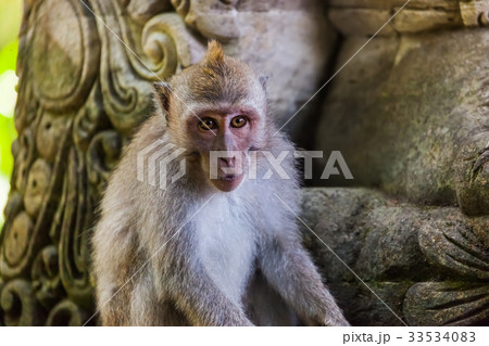 Monkey in forest park in Ubud - Bali Indonesia Monkey in forest park in Ubud - Bali Indonesia 33534083