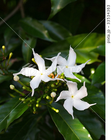 white Gerdenia Crape Jasmine, white flowers 33534363