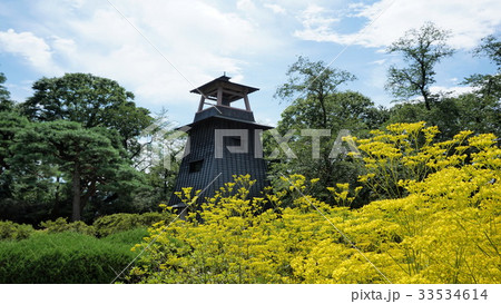 沼田公園のオミナエシ 33534614