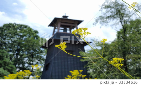 沼田公園のオミナエシ 33534616