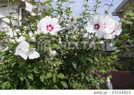 夏の花　白いムクゲ 33534923