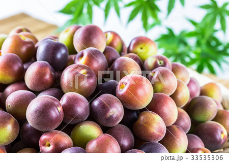 小梅　小粒の青梅 33535306