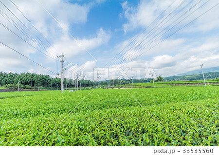Fresh green tea farm in spring 33535560