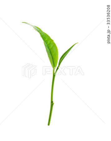 Green tea leaf isolated on white background. 33536208