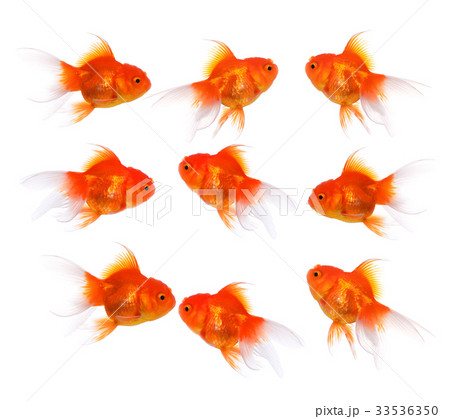 Gold fish on a white background 33536350