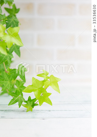 アイビーとレンガ壁の背景 33536630