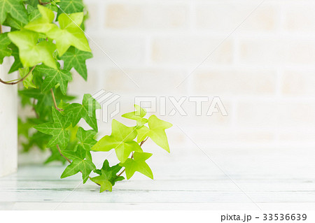 アイビーとレンガ壁の背景 33536639