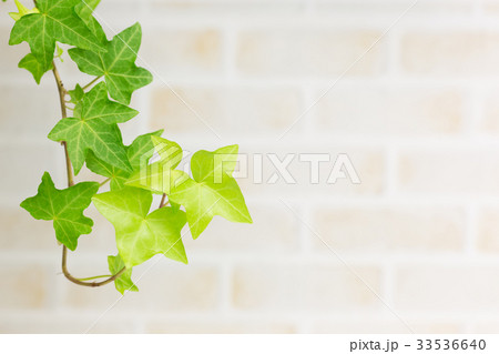 アイビーとレンガ壁の背景 33536640