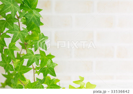 アイビーとレンガ壁の背景 33536642