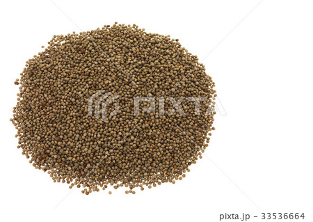 えごまの実 33536664