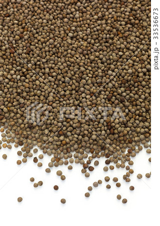 えごまの実 33536673