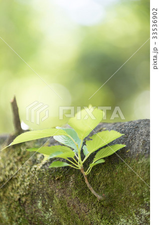 エコ　新緑　バックグラウンド　 33536902