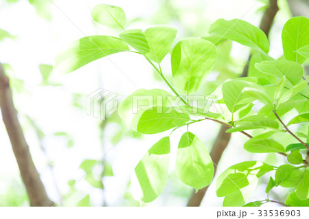エコ　新緑　バックグラウンド　 33536903