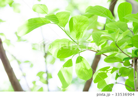 エコ　新緑　バックグラウンド　 33536904