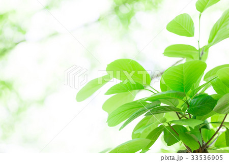 エコ 新緑 バックグラウンド エコ 新緑 バックグラウンド 33536905