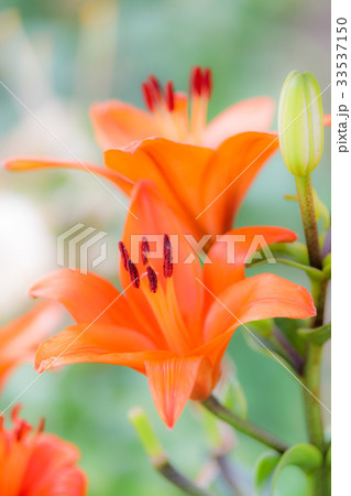 ゆり 品種(ブルネロ) ゆり 品種(ブルネロ) 33537150