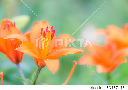 ゆり 品種(ブルネロ) ゆり 品種(ブルネロ) 33537153