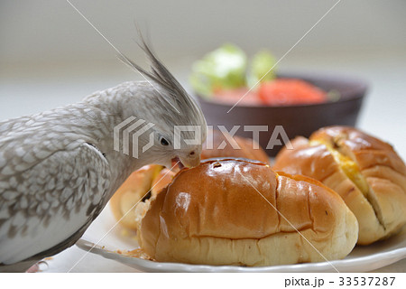 朝食とオカメインコ 朝食とオカメインコ 33537287