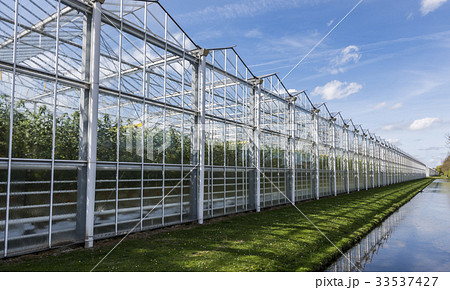 Tomato Greenhouse Harmelen with Ditch 33537427
