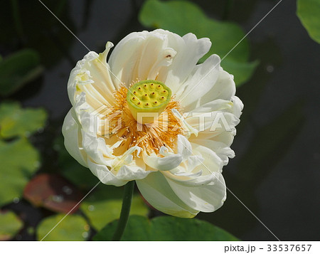 古代蓮の里 33537657