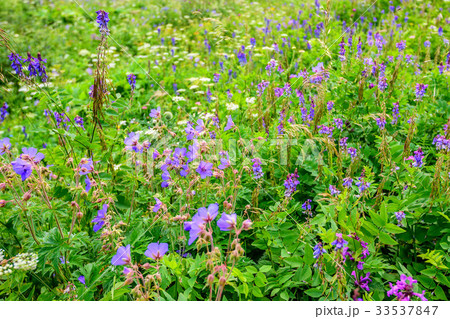 Scenic view of mountain meadow 33537847
