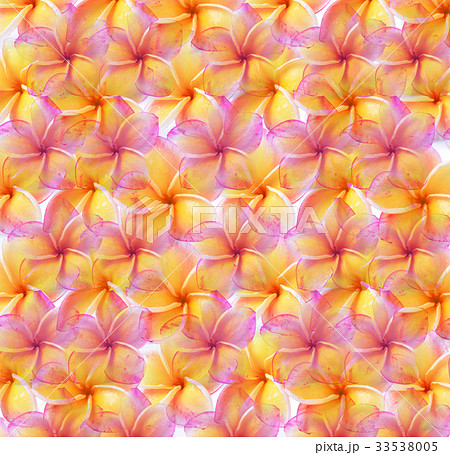colorful plumeria flower colorful plumeria flower 33538005
