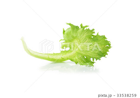 lettuce on white background 33538259