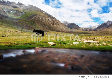 Yak with natural landscape 33538803