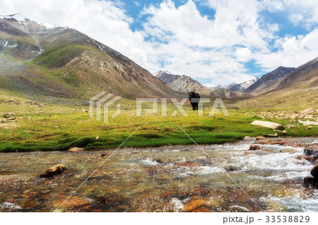 Yak with natural landscape 33538829