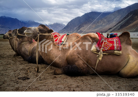 Bactrian camel 33539340